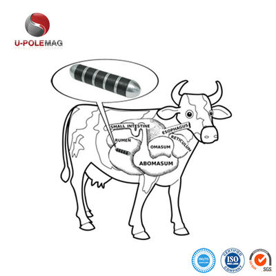 Imán cerámico de vaca U-POLEMAG revestido de acero inoxidable para mejorar la salud y el rendimiento de las vacas