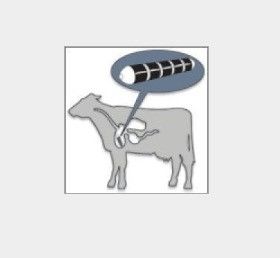Imán cerámico de vaca U-POLEMAG revestido de acero inoxidable para mejorar la salud y el rendimiento de las vacas