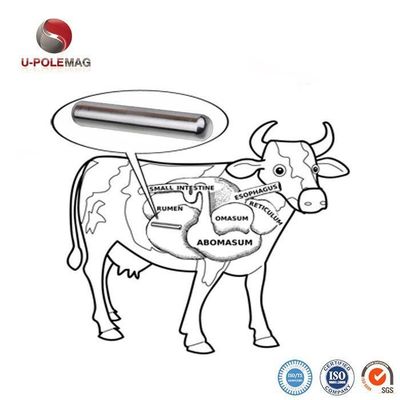 Aumentar la producción de ganado con 72.5g de AlNiCo 5 Compuesto Magnetic Cow Pill